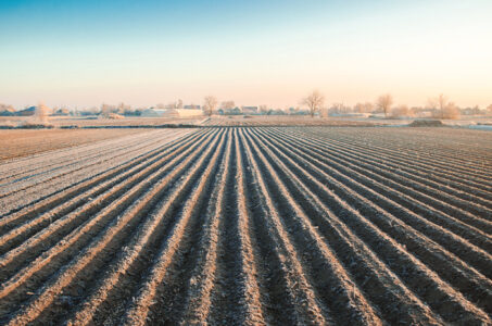Winter farming field ready for new planting season. Spring sowin